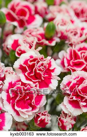 Carnation View Large Photo Image Stock Image - Carnation. Fotosearch