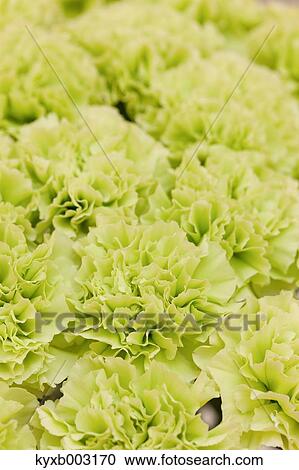 Carnation View Large Photo Image Stock Image - Carnation. Fotosearch