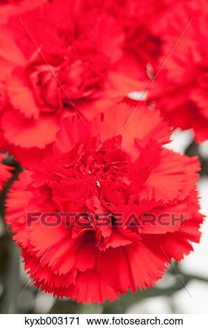 Carnation View Large Photo Image Stock Image - Carnation. Fotosearch