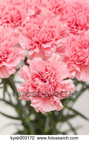 Carnation View Large Photo Image Stock Image - Carnation. Fotosearch
