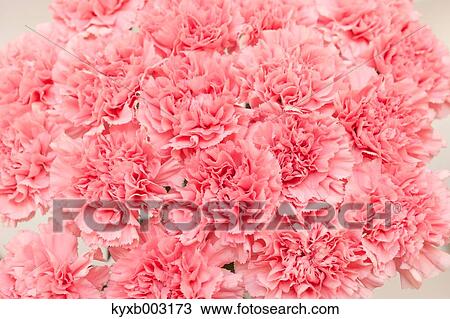 Carnation View Large Photo Image Stock Image - Carnation. Fotosearch