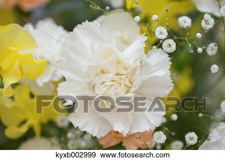 Carnation View Large Photo Image Stock Photo - Carnation. Fotosearch