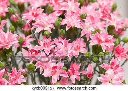 Carnation View Large Photo Image Stock Photo - Carnation. Fotosearch