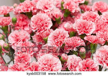 Carnation View Large Photo Image Stock Photo - Carnation. Fotosearch