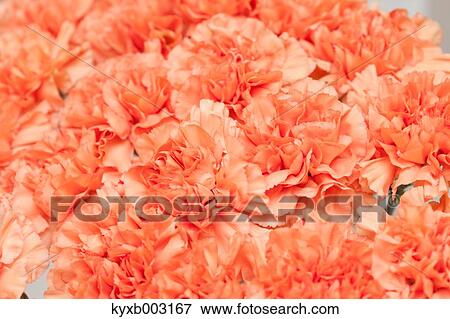 Carnation View Large Photo Image Stock Photo - Carnation. Fotosearch