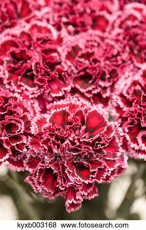 Stock Photo - Carnation. Fotosearch