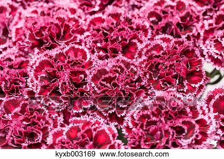 Carnation View Large Photo Image Stock Photo - Carnation. Fotosearch
