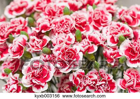 Stock Photograph - Carnation. Fotosearch