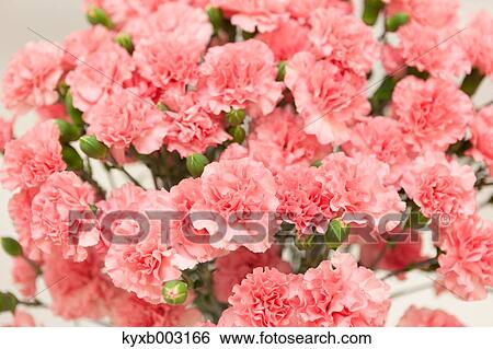 Carnation View Large Photo Image Stock Photograph - Carnation. Fotosearch