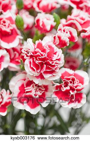 Stock Photograph - Carnation. Fotosearch