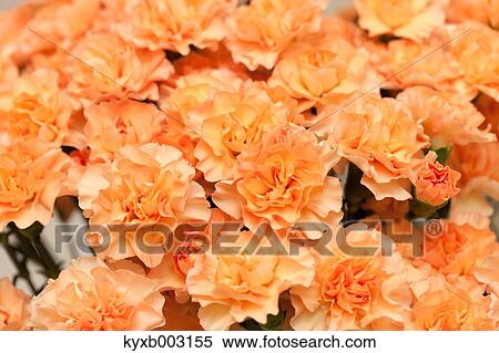 Stock Photography - Carnation. Fotosearch