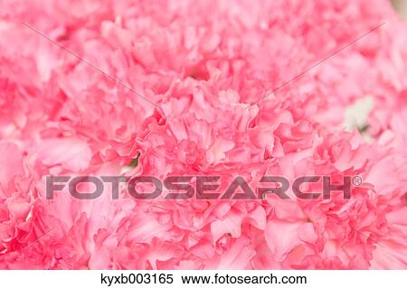 Carnation View Large Photo Image Stock Photography - Carnation. Fotosearch