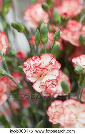 Stock Photography - Carnation. Fotosearch