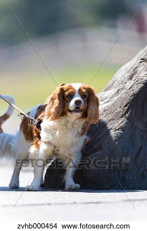 Cavalier King Charles Spaniel View Large Photo Image Picture - Cavalier King Charles Spaniel. Fotosearch
