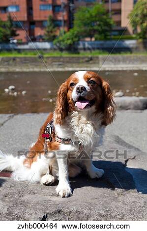 Picture - Cavalier King Charles Spaniel. Fotosearch