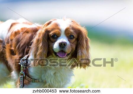 Cavalier King Charles Spaniel View Large Photo Image Stock Image - Cavalier King Charles Spaniel. Fotosearch