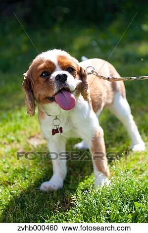 Stock Image - Cavalier King Charles Spaniel. Fotosearch