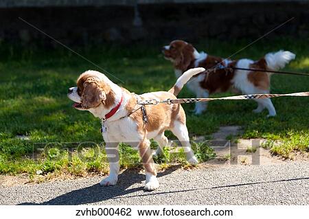 Cavalier King Charles Spaniel View Large Photo Image Stock Image - Cavalier King Charles Spaniel. Fotosearch