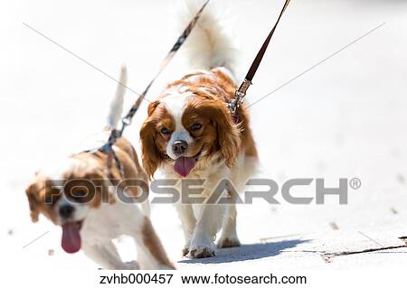 Stock Photo - Cavalier King Charles Spaniel. Fotosearch