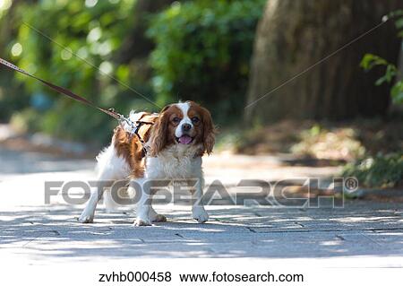 Stock Photo - Cavalier King Charles Spaniel. Fotosearch
