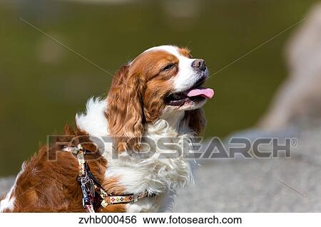 Cavalier King Charles Spaniel View Large Photo Image Stock Photograph - Cavalier King Charles Spaniel. Fotosearch