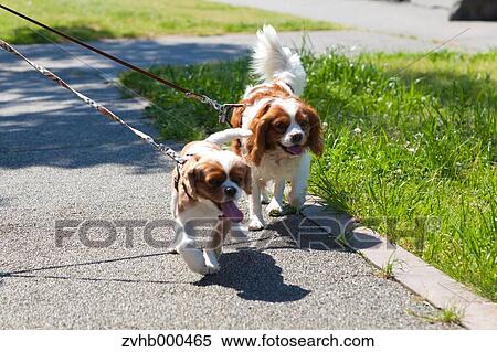 Cavalier King Charles Spaniel View Large Photo Image Stock Photography - Cavalier King Charles Spaniel. Fotosearch
