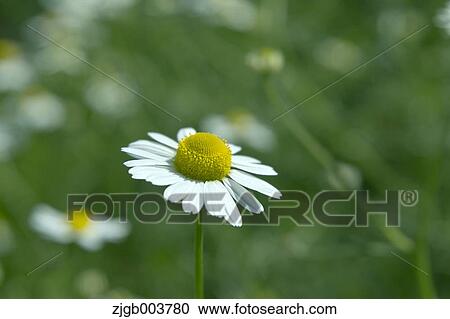 Chamomile View Large Photo Image Stock Image - Chamomile. Fotosearch