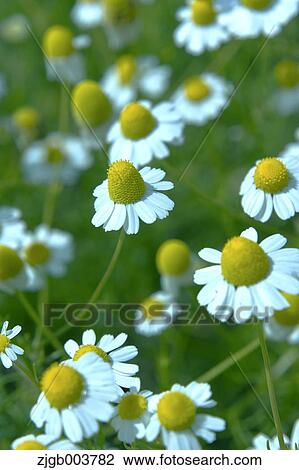 Stock Image - Chamomile. Fotosearch