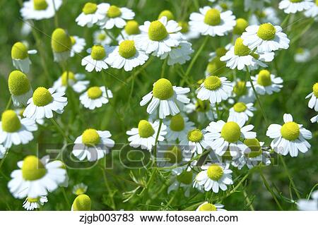 Chamomile View Large Photo Image Stock Image - Chamomile. Fotosearch