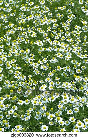 Stock Image - Chamomile. Fotosearch