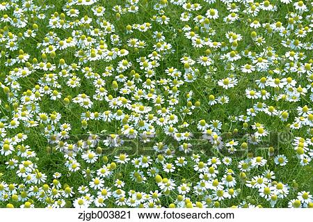 Stock Image - Chamomile. Fotosearch