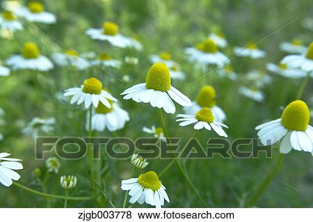 Chamomile View Large Photo Image Stock Photo - Chamomile. Fotosearch