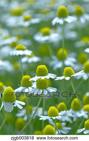 Chamomile View Large Photo Image Stock Photo - Chamomile. Fotosearch