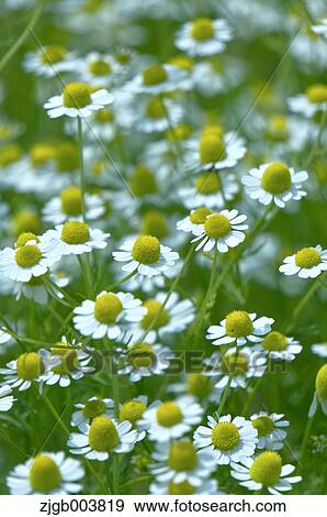Chamomile View Large Photo Image Stock Photo - Chamomile. Fotosearch
