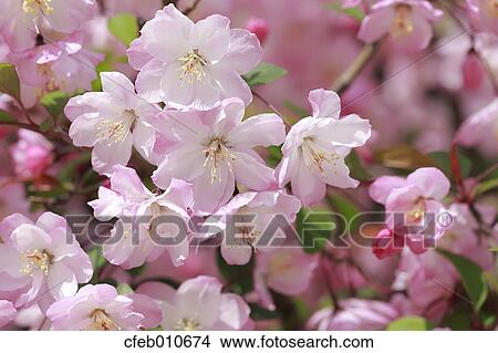 Cherry blossoms View Large Photo Image Picture - Cherry blossoms. Fotosearch