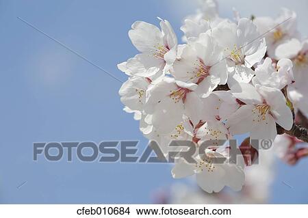 Cherry blossoms View Large Photo Image Picture - Cherry blossoms. Fotosearch