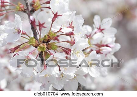 Cherry blossoms View Large Photo Image Picture - Cherry blossoms. Fotosearch