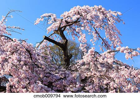 Cherry blossoms View Large Photo Image Picture - Cherry blossoms. Fotosearch