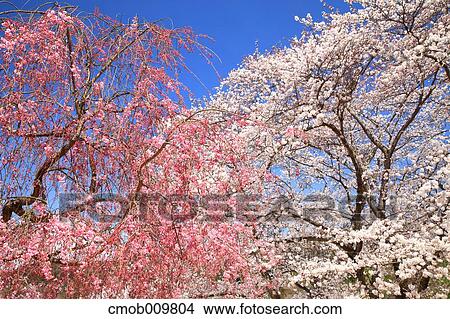 Cherry blossoms View Large Photo Image Picture - Cherry blossoms. Fotosearch