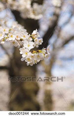 Cherry blossoms View Large Photo Image Picture - Cherry blossoms. Fotosearch