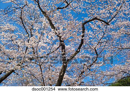 Cherry blossoms View Large Photo Image Picture - Cherry blossoms. Fotosearch