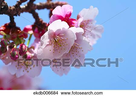 Cherry blossoms View Large Photo Image Picture - Cherry blossoms. Fotosearch