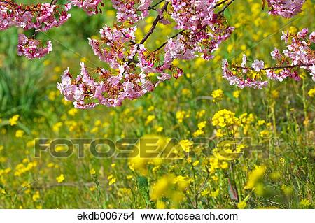 Cherry blossoms View Large Photo Image Picture - Cherry blossoms. Fotosearch