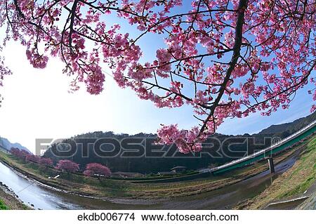 Cherry blossoms View Large Photo Image Picture - Cherry blossoms. Fotosearch