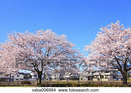 Picture - Cherry blossoms. Fotosearch