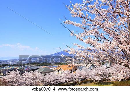 Cherry blossoms View Large Photo Image Picture - Cherry blossoms. Fotosearch