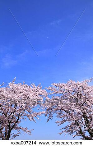 Cherry blossoms View Large Photo Image Picture - Cherry blossoms. Fotosearch