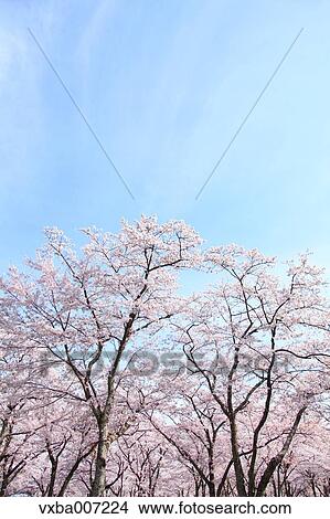 Picture - Cherry blossoms. Fotosearch