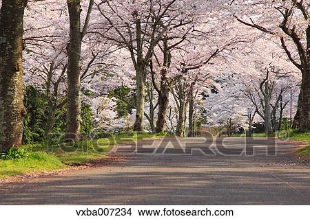 Picture - Cherry blossoms. Fotosearch