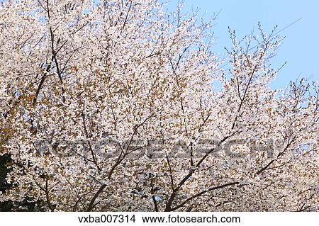Cherry blossoms View Large Photo Image Picture - Cherry blossoms. Fotosearch